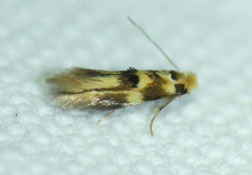 Réf. 352 489 : Bucculatrix thoracella